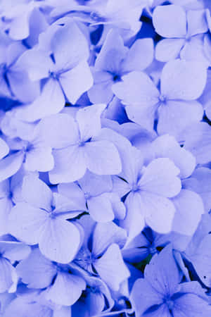 Hortensia blå blomster telefon — Huawei MatePad 11.5 (2026) Wallpapers
