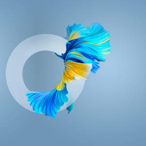 Huawei Mate 40 Pro fish wallpaper — Huawei Wallpapers
