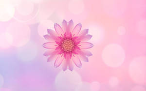 Huawei Pink Flower tapet — Huawei Wallpapers