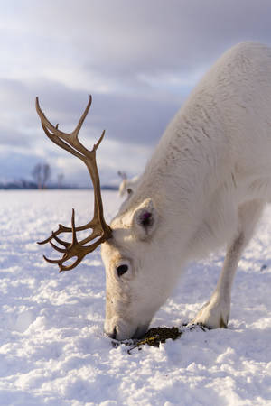 Hvid rensdyr i sne tapet — 2:3 Wallpapers