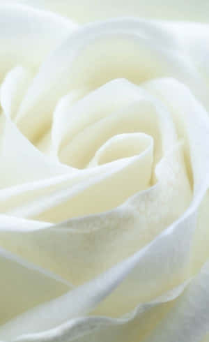 Hvide Roser Iphone — Galaxy Tab Active Wallpapers