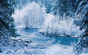 Hvid vinter ved floden tapet