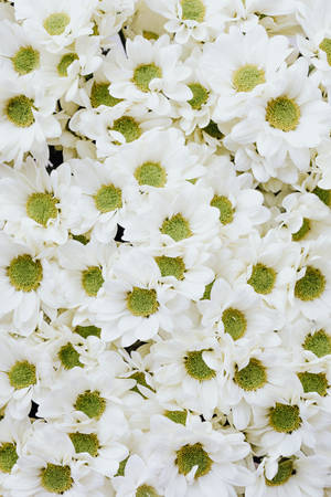 Hvide blomster krysantemum