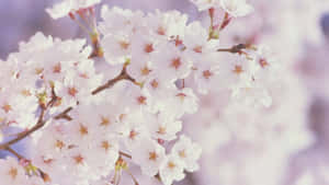 Forårsblomster baggrund — Kirsebærblomst Wallpapers