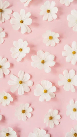 Hvide tusindfryd lyserøde — Blomstret iPhone Wallpapers