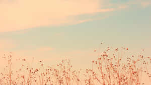 Hyggelig rede i pastelfarver — Beige æstetik GIF Wallpapers