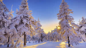 billeder af vintereventyr — Vinter Wallpapers
