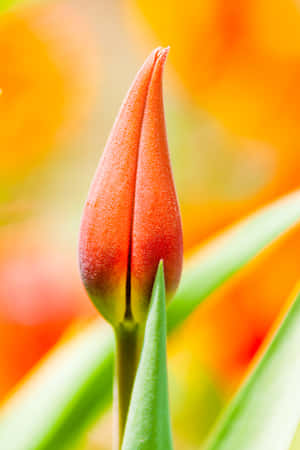 Imponerende naturskønt landskab — POCO Pad X1 Wallpapers