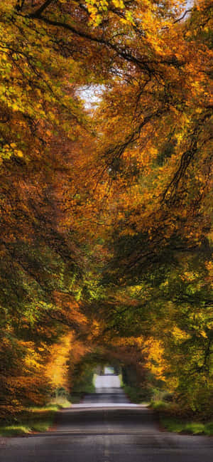 Iphone Xs Max Efterårsbaggrund — Infinix Note Edge Wallpapers
