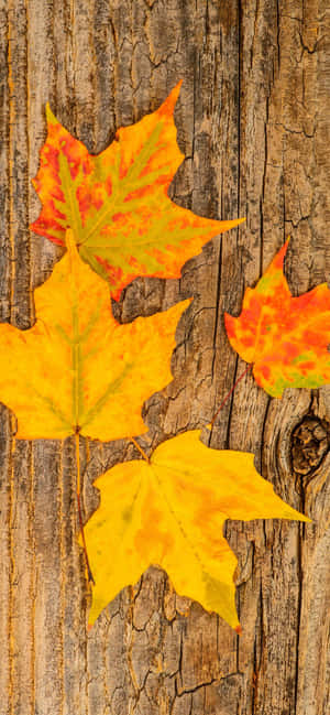 Bedste efterårsbaggrund — Pixel 8a Wallpapers
