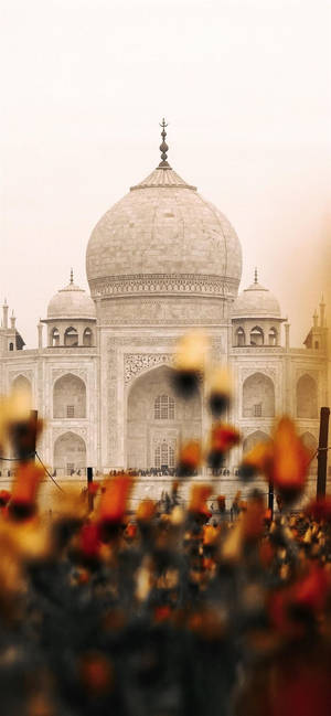 Indisk æstetik Taj Mahal Blomster — iPhone 12 mini Wallpapers