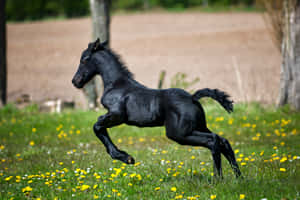 Sød hest baggrund — Sød hest Wallpapers