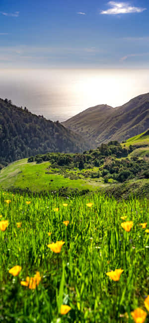 Iphone Xs California Baggrund — Pixel 8a Wallpapers