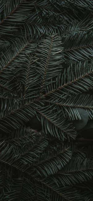 Iphone 11 Grøn — Pixel 8a Wallpapers