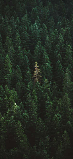 Iphone 11 Grøn — Samsung S21 Ultra Wallpapers