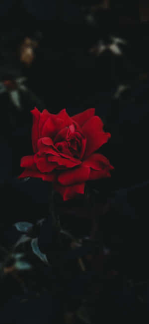 Iphone 11 Rød — iPhone 11 Wallpapers