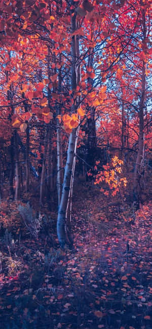 Iphone efterårsæstetisk orange træskov — Efterår Wallpapers