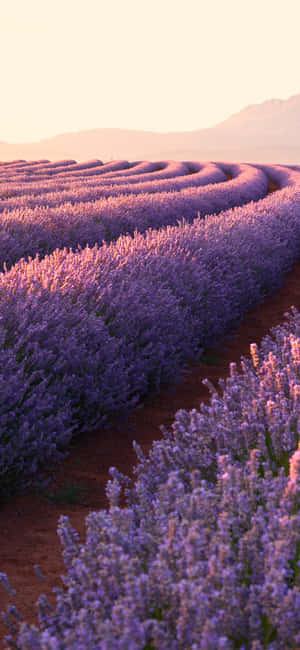 Iphone lavendel æstetiske blomster mark — iPhone 14 Pro Wallpapers
