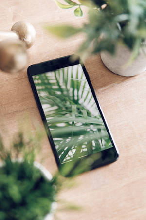 iPhone skrivebord med planter — Xiaomi Pad 9 Pro Wallpapers