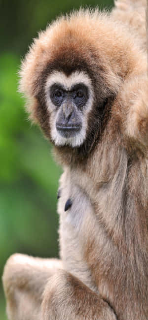 Iphone X Gibbon Baggrund — iPhone 11 Wallpapers