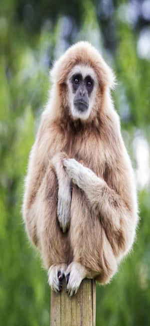 iPhone X Gibbon Baggrund — iPhone Se Wallpapers