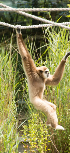 Iphone X Gibbon Baggrund — Vivo Y600i Wallpapers