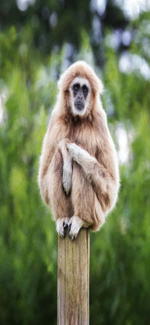 Iphone X Gibbon Baggrund — Vivo Y6 Wallpapers