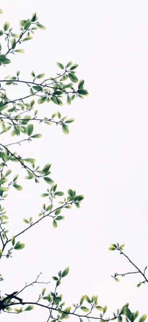 Iphone X minimal baggrund — Vivo S60e Wallpapers