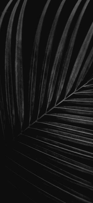 iPhone X Original Sort Og Hvide Blade — iPhone 18 Pro Wallpapers