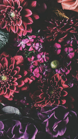 Iphone Xs Blomster Baggrund — iPhone Xs Wallpapers