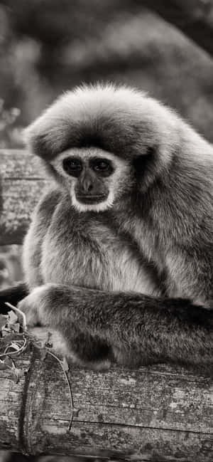 Iphone Xs Max Gibbon Baggrund — iPhone Xs Wallpapers