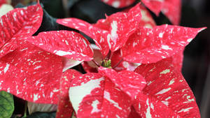 Jingle Bells Julestjerne wallpaper — Studio Display Wallpapers