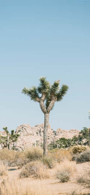 Joshua Tree billeder — Honor 600 Wallpapers