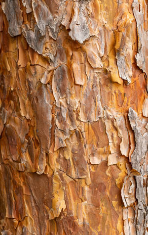 Karamelbrun Tekstureret Bark — Galaxy Tab Active5 Wallpapers