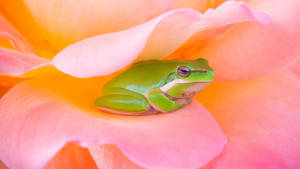 Kawaii frø i en lyserød blomst baggrund