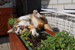 Kawaii-kat gabende på blomsterkasse — Sød kat GIF Wallpapers