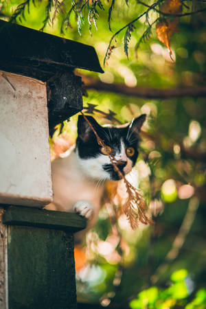 Kawaii kat sidder på en afsats — Sød kat GIF Wallpapers