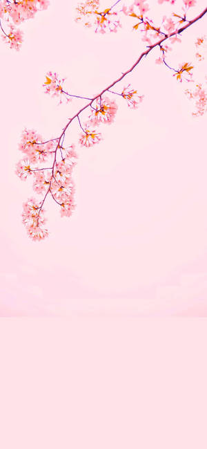 Kirsebærblomst iPhone 12 wallpaper — iPhone 12 Wallpapers