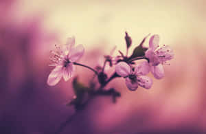 Kirsebærblomst Baggrund — Kirsebærblomst Wallpapers