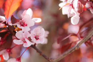 Billeder af trægrene — Kirsebærblomst Wallpapers