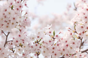 Kirsebærblomst Baggrund — Kirsebærblomst Wallpapers