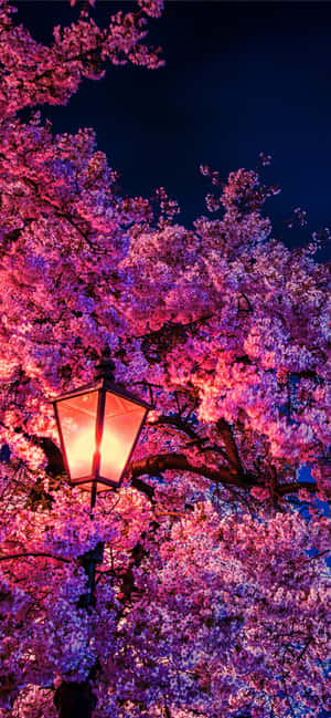 Kirsebærblomst Baggrund — Tecno Pop X Wallpapers