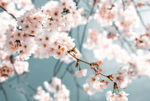 Kirsebærblomst Baggrund — Kirsebærblomst Wallpapers