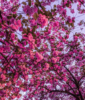 Klare lyserøde kirsebærblomster wallpaper — Galaxy Z Fold 6 Wallpapers