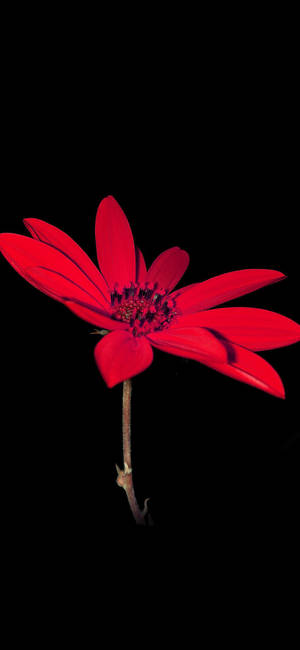 Knaldrød Dahlia Blomst Apple — iPhone 17 Wallpapers
