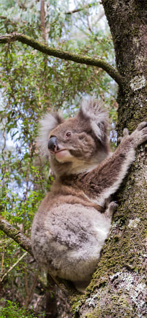 Koala baggrund — Xperia 10 Wallpapers