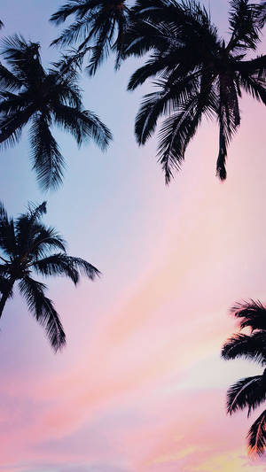 Kokospalmer Iphone Xs Baggrund — iPhone Xs Wallpapers