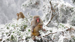 Kolde aber i Japan vinter tapet — Kold Wallpapers
