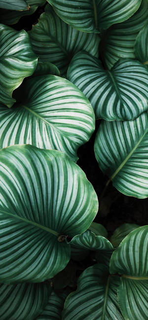Planter Iphone — Galaxy A08 Wallpapers
