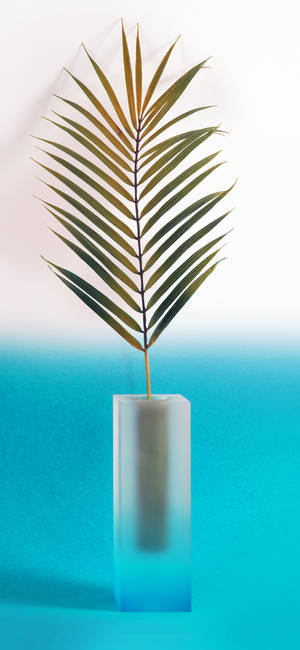 Plante iPhone — Galaxy A17 Wallpapers